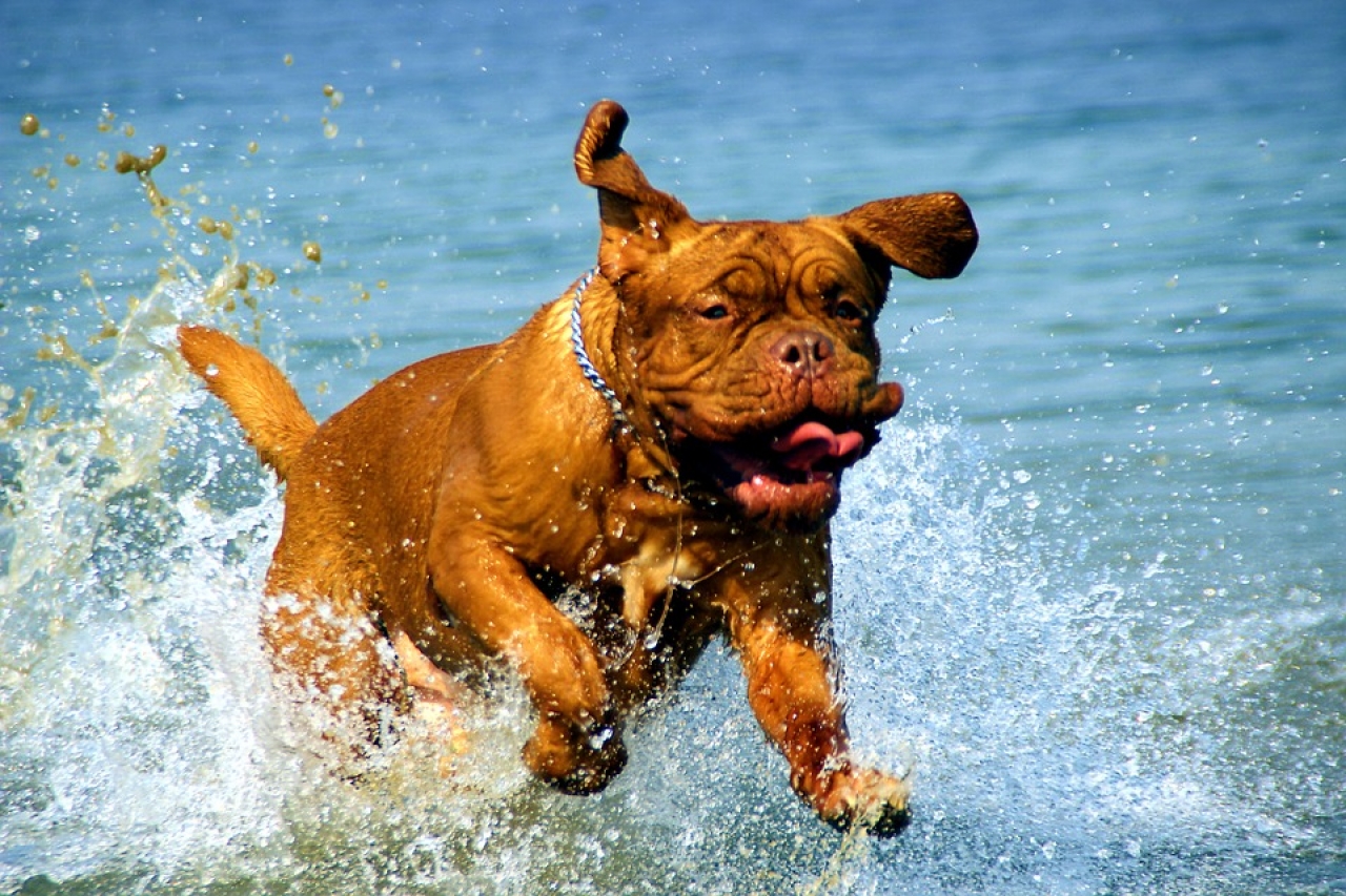 Zdjęcie główne #15 - Wybierasz się z psem na plażę? Pamiętaj o tych 6 zasadach 