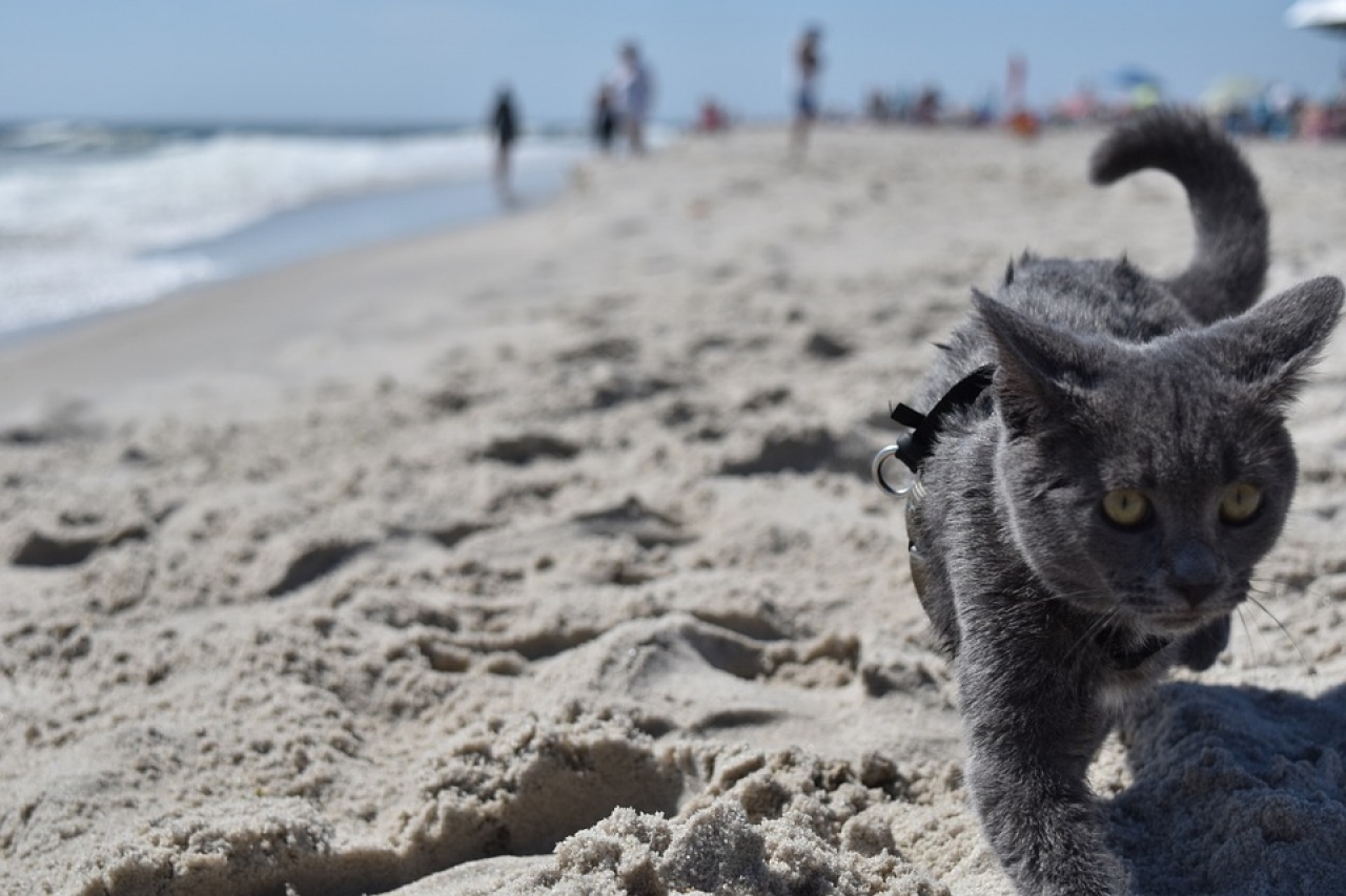 Zdjęcie główne #30 - Chcesz zabrać kota na plażę? Pamiętaj o tych 4 zasadach