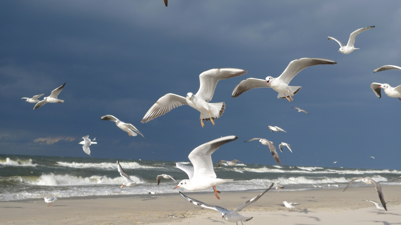 Zdjęcie główne #47 - Bieganie po plaży – rewelacyjny sposób na piękną sylwetkę 